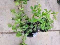 2) Berry Plants
