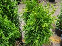 4) Emerald Green Arborvitae