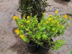 2) Marmalade Potentilla