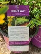 4) Cobalt-N-Gold Hypericum