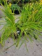 6) Daylily