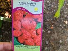 2) Latham Raspberry