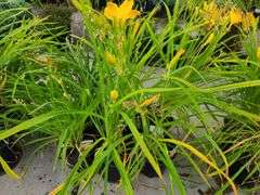 6) Daylily