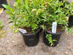 3) Highbush Blueberry