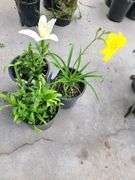 2) Hemerocallis Happy Returns, Dwarf Asiatic Lilly