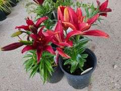 4) Lilium Dwarf Violet