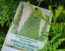 2) Emerald Green Arborvitae