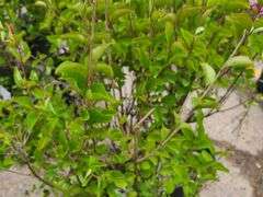 2) Reblooming Lilac