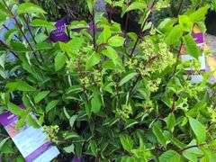 6) Berry White Hydrangeas