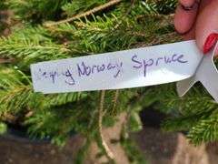 Weeping Norway Spruce