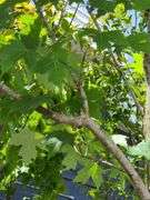 Red Oak