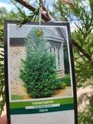 Leyland Cypress