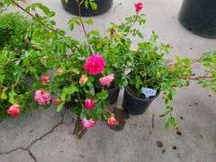 3) Rose Bush