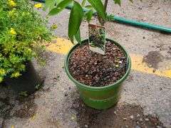 2) Bob Gordon Elderberry