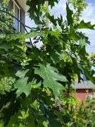 Northern Red Oak