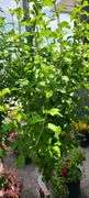 Hibiscus Rose of Sharon Tree