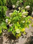 Hydrangea