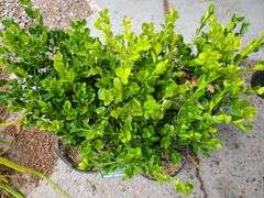 5) Winter Gem Boxwood