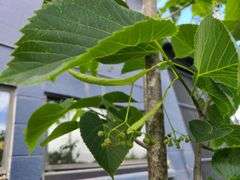 Linden Tree