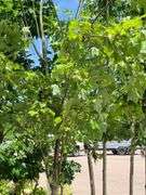 Sycamore Tree