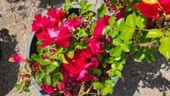 2) Rose Bush