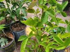 2) Apache Thornless Blackberry