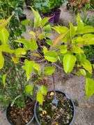 Pyrus Autumn Blaze, Cheyenne Privet