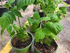 2) Raspberry Bushes