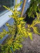 Lucky Find Western Red Cedar