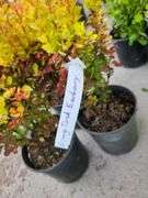 3) Orange Torch Barberry