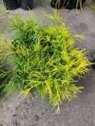 4) False Cypress