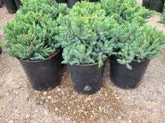 6) Blue Star Juniper