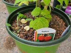 2) Raspberry