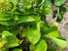 2) Hydrangea