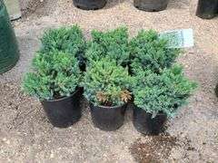 6) Blue Star Juniper