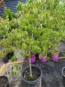 Chinese Dogwood