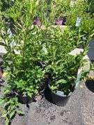 4) Miss Kim Lilac Plants