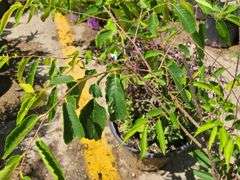Dwarf Zelkova