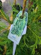 Thuja Skybound Arborvitae, Green Giant Arborvitae