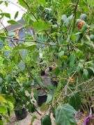 Pyrus Autumn Blaze, Apple Tree