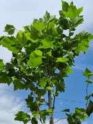Northern Red Oak