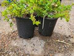 3) Snowmound Spirea