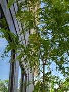 Honey Locust Tree
