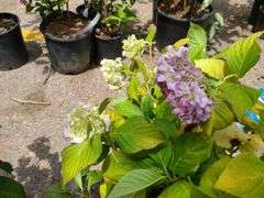 Hydrangea