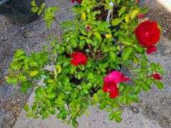 2) Rose Bush