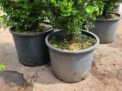 2) Bushes
