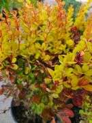 4) Orange Torch Barberry