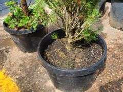 Pine