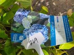 Hydrangea