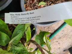 3) Miss Molly Butterfly Bush